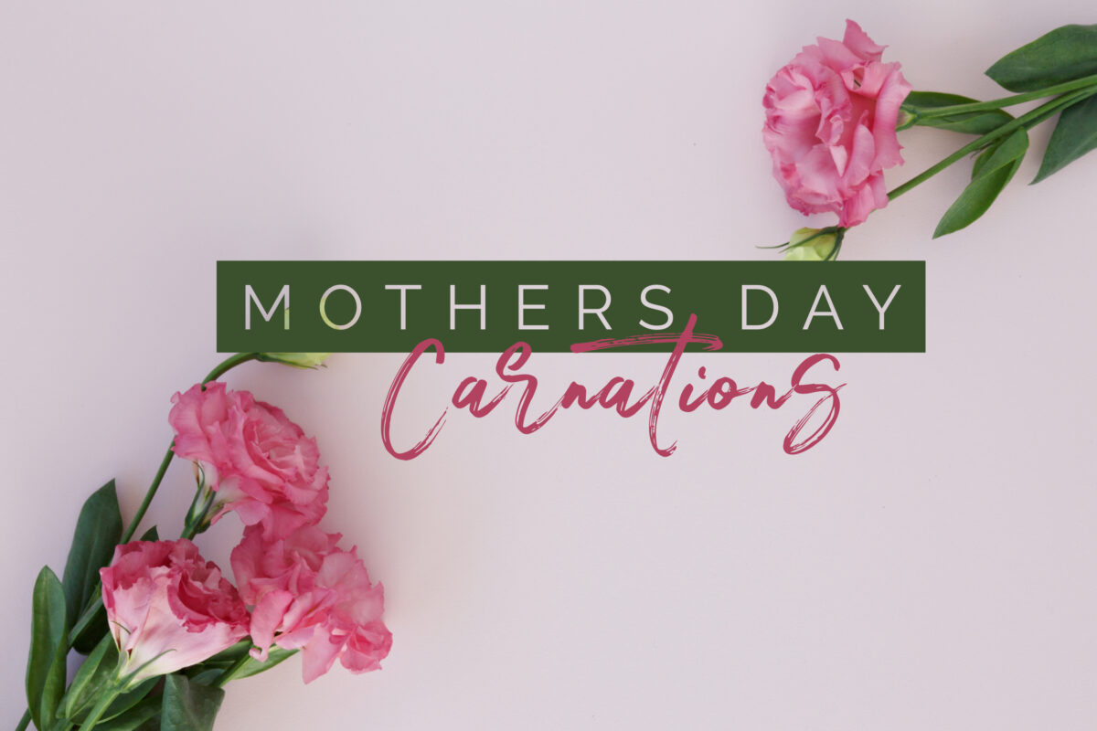 mothers-day-carnations-st-isidore-church